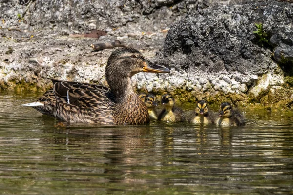 Pato Salvaje Ánade Real Familia Anas Platyrhynchos Con Goslings Jóvenes — Foto de Stock