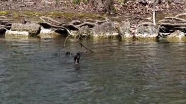 Bir çift Great Crested Grebe, Podiceps kristali yuvalarını inşa ediyor. Güzel turuncu renkli kuş, kırmızı gözlü su kuşu. Eski Dünya 'da bulunan en büyük aile üyesidir..