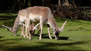 Fallow deer, Dama mezopotamya, Cervidae familyasından bir memeli türü..
