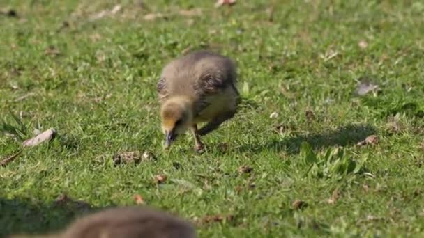 Close Beautiful Yellow Fluffy Greylag Goose Baby Gosling Spring Anser — Vídeo de Stock