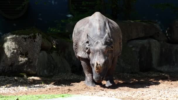 Indische Neushoorn Rhinoceros Unicornis Een Zangvogel Uit Familie Rhinocerotidae Neushoorns — Stockvideo