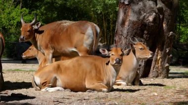 Banteng ailesi, Bos javanicus veya Red Bull. Vahşi bir sığır türüdür ama sığır ve bizondan farklı kilit özellikler vardır: hem erkek hem de dişilerde beyaz bir şerit..