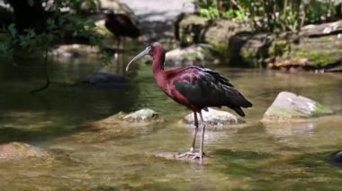 Parlak aynak, Plegadis falcinellus, Threskiornithidae familyasından bir kuş türü..