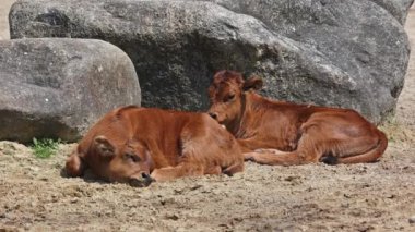 Yavru Aurochs, Heck sığırları, Bos primigenius Taurus, soyu tükenmiş yaban öküzlerine benzediğini iddia etti. Alman parkında görülen yerli dağ sığırları