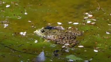 Kurbağa (