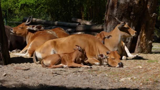 Familie Von Banteng Bos Javanicus Oder Red Bull Ist Eine — Stockvideo