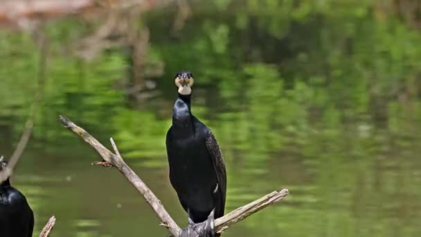 Gran Cormorán Phalacrocorax Carbo Conocido Como Gran Cormorán Negro Través — Vídeos de Stock