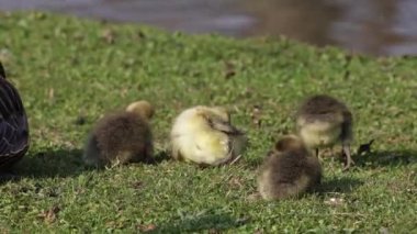 Anser anser, Anatidae familyasından bir kuş türü olan Anatidae familyasından bir kaz türü.