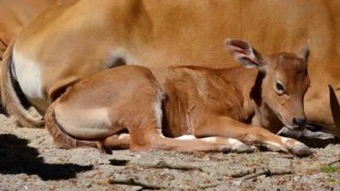 Banteng ailesi, Bos javanicus veya Red Bull. Vahşi bir sığır türüdür ama sığır ve bizondan farklı kilit özellikler vardır: hem erkek hem de dişilerde beyaz bir şerit..