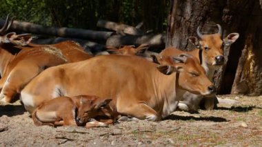 Banteng ailesi, Bos javanicus veya Red Bull. Vahşi bir sığır türüdür ama sığır ve bizondan farklı kilit özellikler vardır: hem erkek hem de dişilerde beyaz bir şerit..