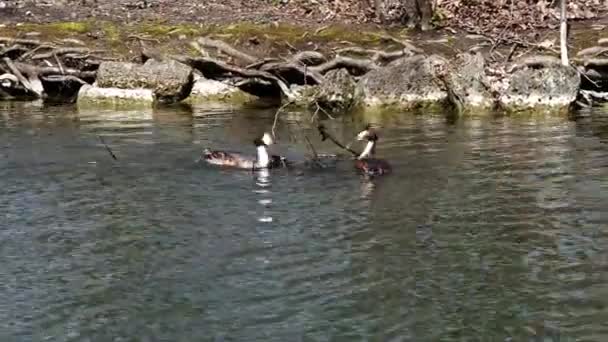 Beberapa Great Crested Grebe Podiceps Cristatus Membangun Sarang Mereka Burung — Stok Video