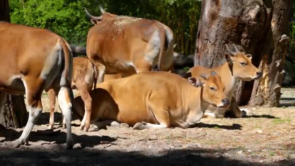 Familie Van Banteng Bos Javanicus Red Bull Het Een Soort — Stockvideo