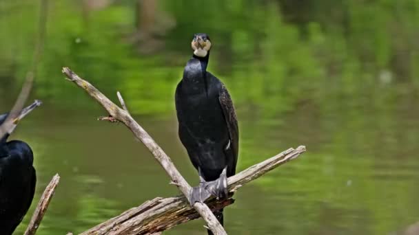 Great Cormorant Phalacrocorax Carbo Known Great Black Cormorant Northern Hemisphere — Stock Video