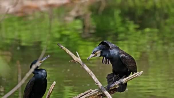 Gran Cormorán Phalacrocorax Carbo Conocido Como Gran Cormorán Negro Través — Vídeos de Stock