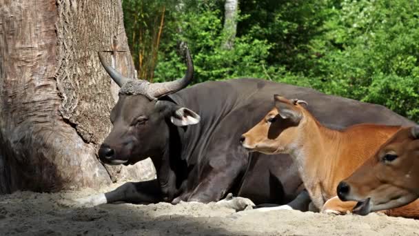 Familie Van Banteng Bos Javanicus Red Bull Het Een Soort — Stockvideo