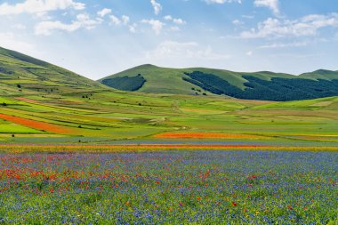 Castelluccio di Norcia 'da gelincikler ve çiçek açan mercimek, ulusal park sibillini dağları, İtalya, Avrupa