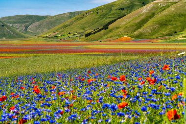Castelluccio di Norcia 'da gelincikler ve çiçek açan mercimek, ulusal park sibillini dağları, İtalya, Avrupa