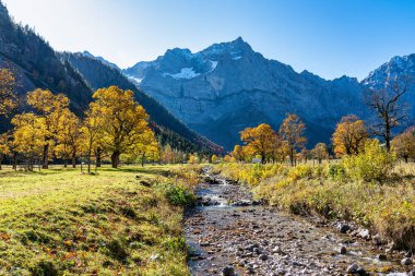 Ahornboden 'daki akçaağaç ağaçlarının sonbahar manzarası, Karwendel dağları, Tyrol, Avusturya