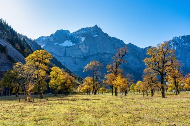 Ahornboden 'daki akçaağaç ağaçlarının sonbahar manzarası, Karwendel dağları, Tyrol, Avusturya