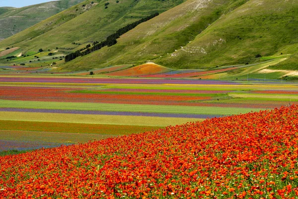 カステルッチョ ノルチャ 国立公園Siblillini山 イタリア ヨーロッパのポピーやコーンフラワーとレンズ豆の開花 — ストック写真