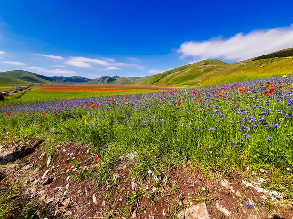 Linsblommande Med Vallmo Och Blåklint Castelluccio Norcia Nationalpark Sibillini Italien — Stockfoto