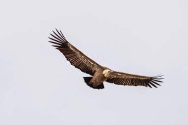 Griffon akbabası, Gyps Fulvus Monfrague Ulusal Parkı 'nda Salto del Gitano' da uçuyor. Caceres, Extremadura, İspanya.