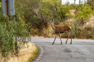 İber kızıl geyiği, Cervus elaphus hispanicus. Monfrague Ulusal Parkı. Caceres. Extremadura İspanya