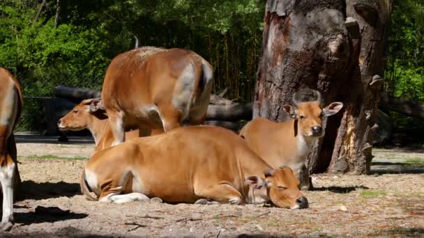 Οικογένεια Banteng Bos Javanicus Red Bull Είναι Ένα Είδος Άγριων — Αρχείο Βίντεο