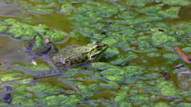 Der Gemeine Frosch Rana Temporaria Ein Einzelnes Reptil Das Wasser — Stockvideo