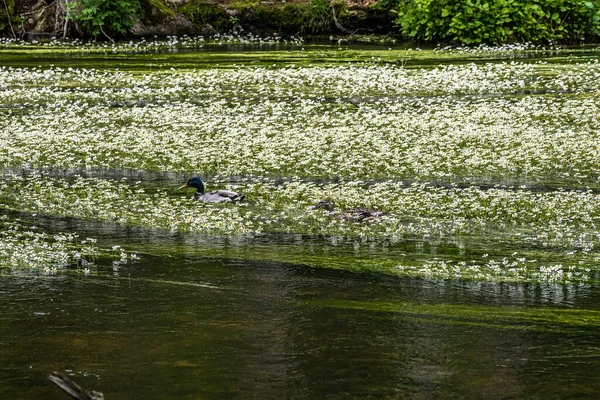 Blütenpflanze Des Flußkronenfußes Ranunculus Fluitans Der Würm Leutstetten Bei Starnberg — Stockfoto