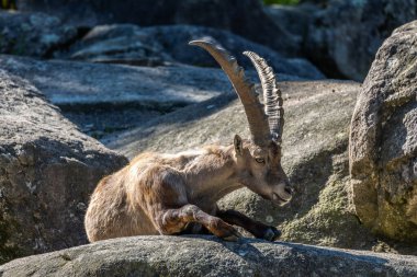 Erkek dağ keçisi - Capra dağ keçisi Alman parkında bir kayanın üzerinde oturuyor.