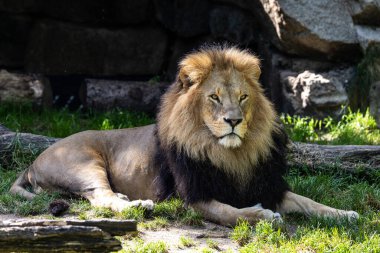 Aslan, Panthera leo, Panthera cinsindeki dört büyük kediden biridir ve Felidae familyasının bir üyesidir..