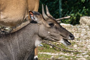 Indian Blackbuck, Antilop cervicapra veya Hint antilobu. Siyah geyik, çimenli düzlüklerde ve hafif ormanlık alanlarda yaşar. Hızlı hayvanlar, Blackbuck saatte 80 kilometre hızla koşabilir..