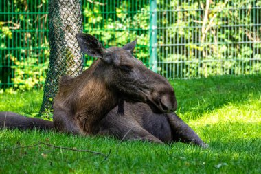 Avrupa geyiği, Alces alces, geyik olarak da bilinir. Vahşi yaşam hayvanı.