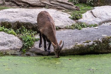 Yavru dağ keçisi - Capra dağ keçisi hayvanat bahçesinde