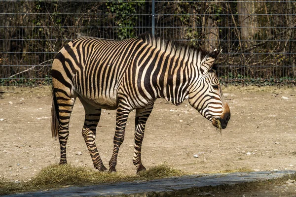 Zebra Montanhosa Hartmann Equus Zebra Hartmannae Uma Subespécie Zebra Montanhosa — Fotografia de Stock