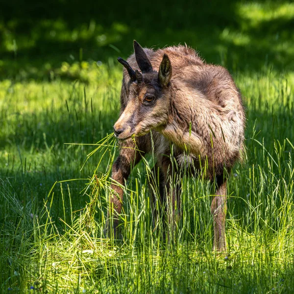 Chamois Des Apennins Rupicapra Pyrenaica Ornata Vit Dans Parc National — Photo