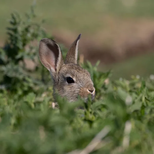 欧洲兔子 普通兔子 坐在慕尼黑Panzerwiese的草地上 — 图库照片
