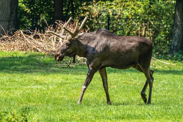 European Moose Alces Alces Also Known Elk Wild Life Animal — Stock Photo, Image