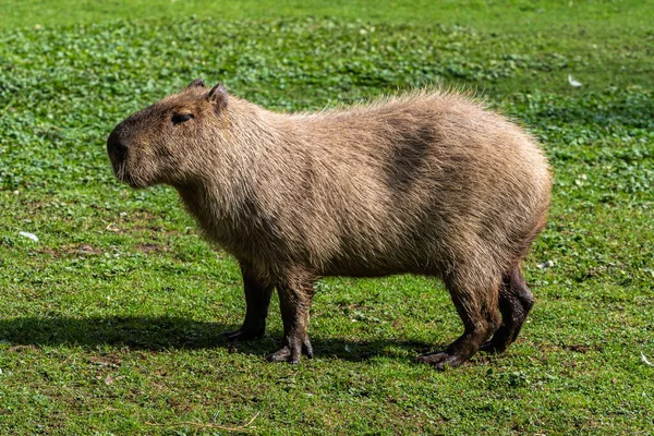 Capybara Hydrochoerus Hydrochaeris Een Zoogdier Uit Familie Van Cricetidae Het — Stockfoto