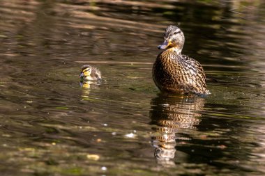 Yaban ördeği ya da yaban ördeği, Anas Platyrhynchos ailesi Münih, Almanya 'da bir gölde yavru geyikler..