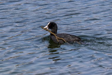 Avrasya yaban ördeği (