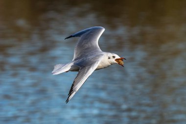 Larus Argentatus, Avrupa 'nın batısındaki tüm martılar arasında en çok bilinen martılardan biri olan büyük bir martıdır. Burada havada uçuyor..
