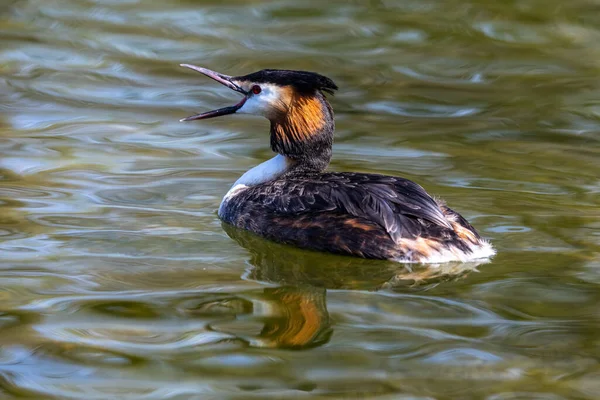 Большая Крещеная Гребень Podiceps Cristatus Красивыми Оранжевыми Цветами Водоплавающая Птица — стоковое фото