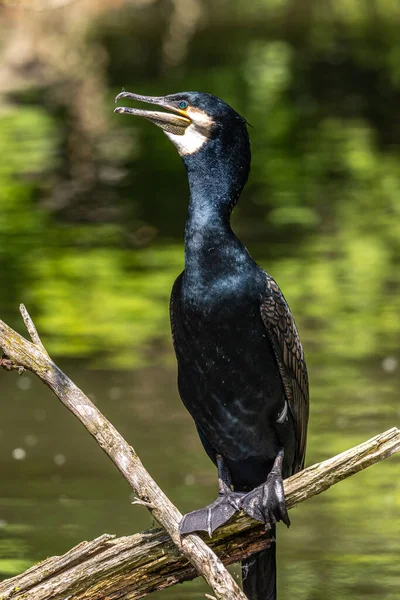 Большой Баклан Phalacrocorax Углерод Известный Большой Черный Баклан Через Северное — стоковое фото