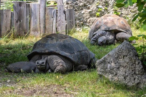 Aldabra Jätte Sköldpadda Curieuse Marine National Park Curieuse Island Seychellerna — Stockfoto