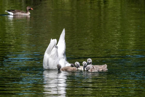 Сім Лебедів Мама Немовлятами Cygnus Olor Вид Лебедя Член Родини — стокове фото