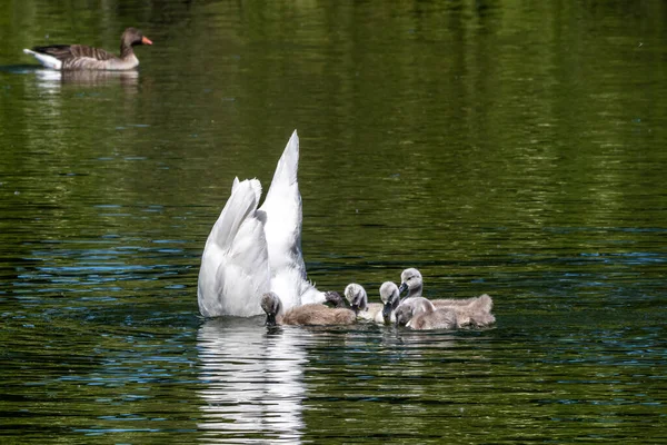 Stumme Schwanenfamilie Mutter Mit Babys Cygnus Olor Ist Eine Schwanenart — Stockfoto