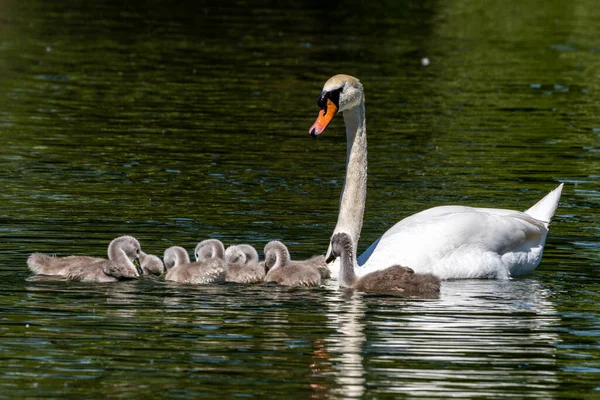 Familia Del Cisne Mudo Madre Con Bebés Cygnus Olor Una —  Fotos de Stock