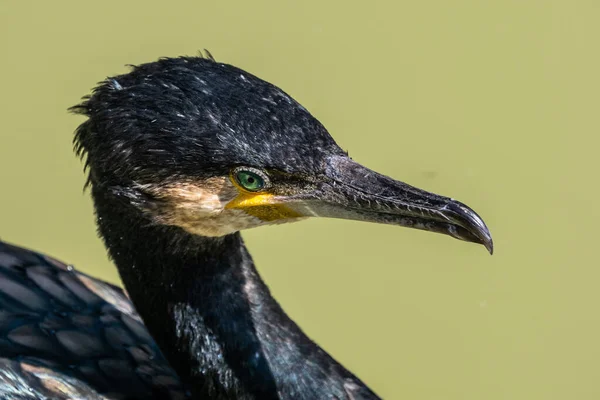 Большой Баклан Phalacrocorax Углерод Известный Большой Черный Баклан Через Северное — стоковое фото